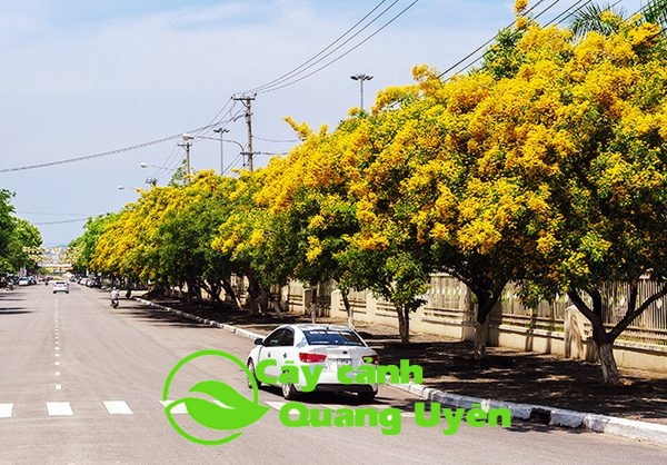 Hàng cây giáng hương trồng trên đường phố nở hoa vàng rực
