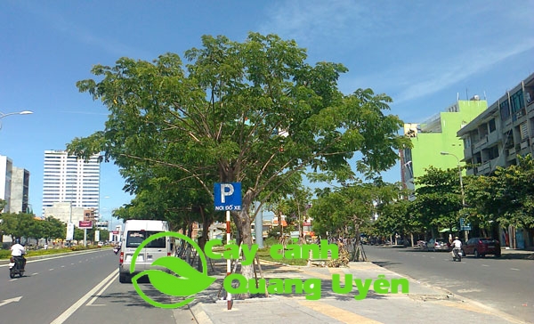 Cây Lim Xẹt thường được chọn làm cây xanh đô thị